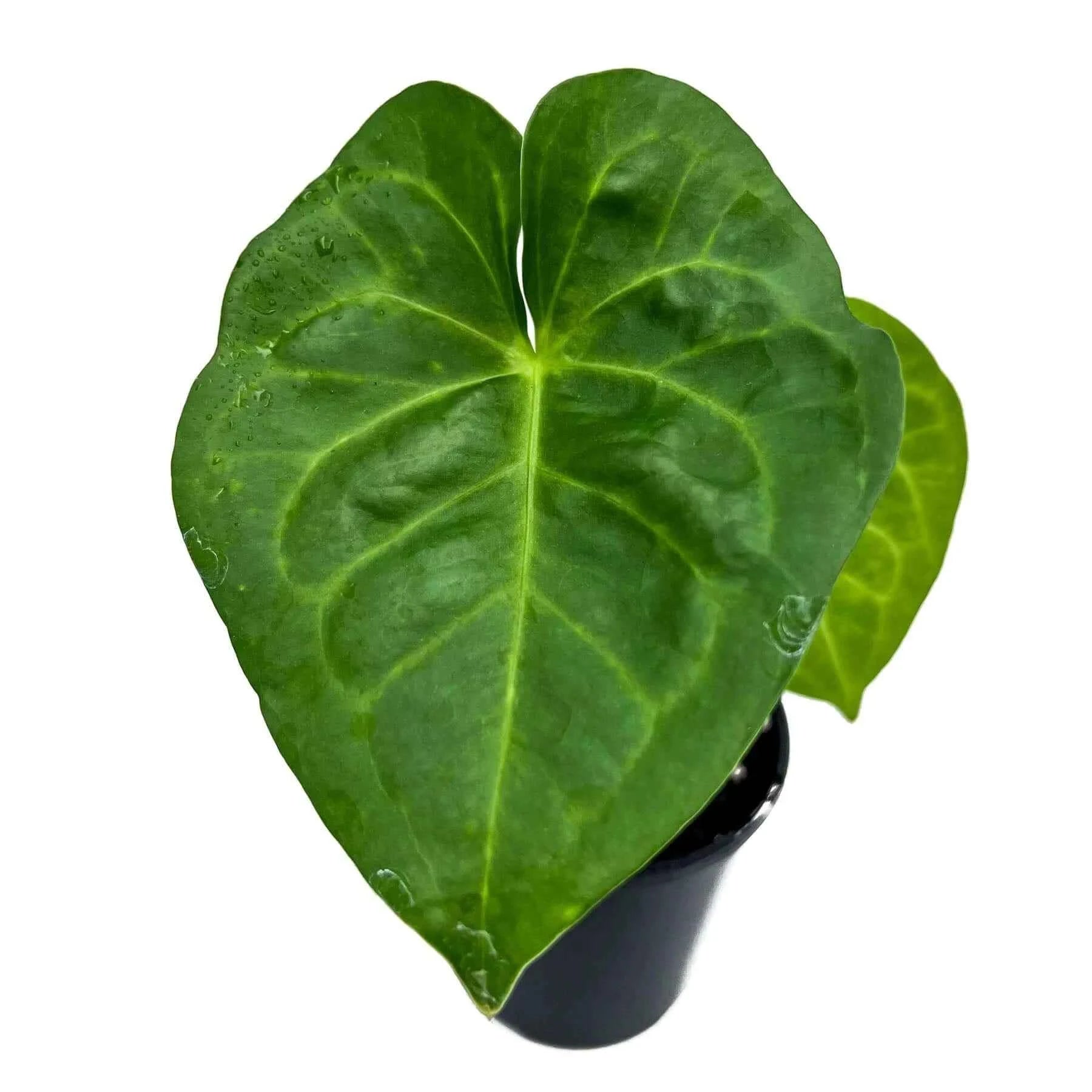 anthurium clarinervium buy australia Buy Anthurium Clarinervium X