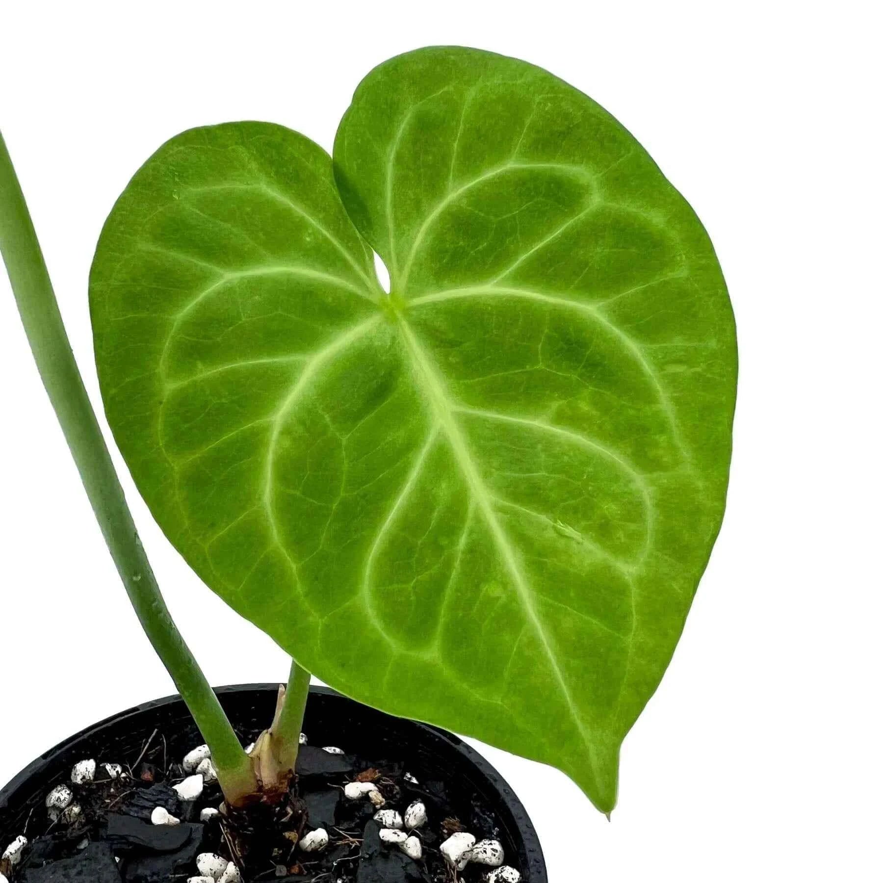 anthurium clarinervium for sale australia Buy Anthurium Clarinervium X