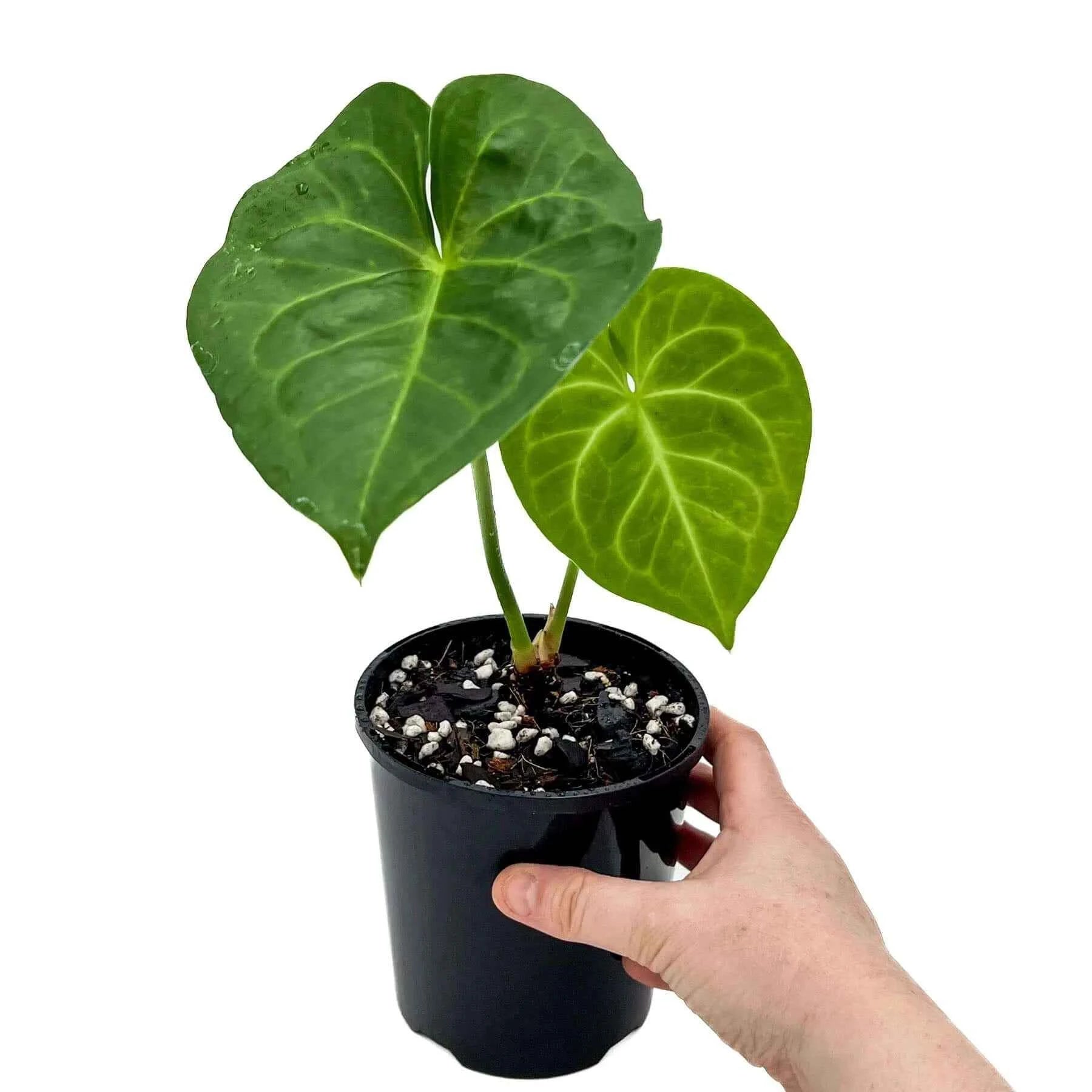anthurium clarinervium for sale australia Buy Anthurium Clarinervium X