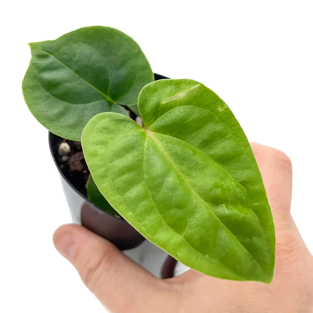 Hand holding a healthy green Anthurium plant showcasing glossy heart-shaped leaves, perfect for indoor plant lovers. Chalet Boutique, Australia.