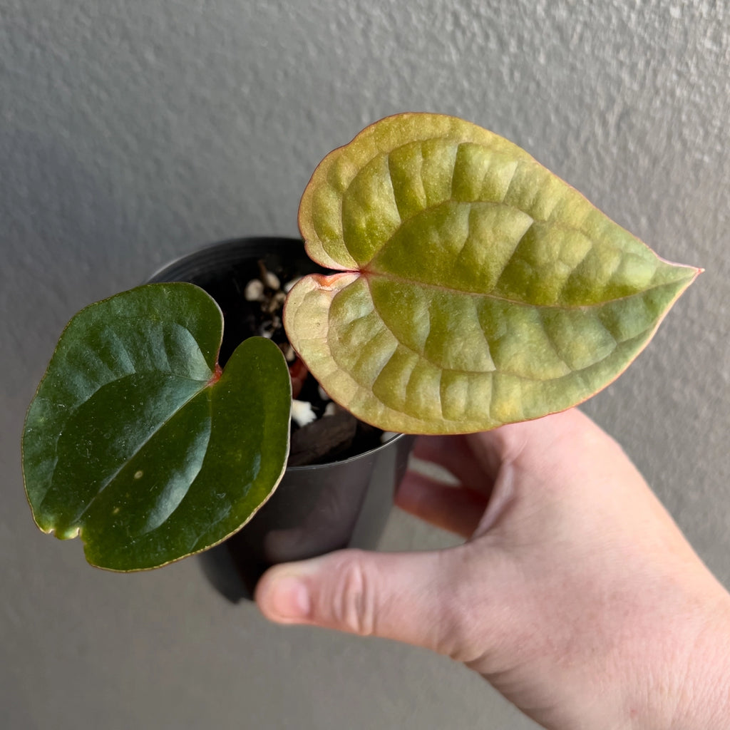 Close-up of Anthurium Crimson Luxury foliage highlighting dark textured surface and subtle metallic undertones. Rare indoor plant collectors Australia.