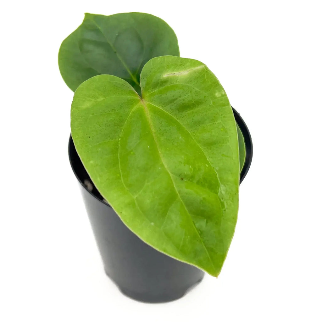 Anthurium 'Crimson Luxury' plant with glossy green leaves in a black pot. Buy rare indoor plants online at Chalet Boutique, Australia.