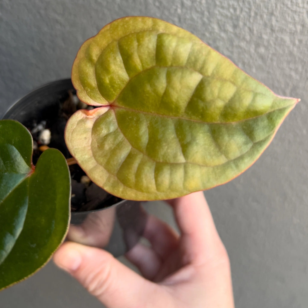 Hand holding an Anthurium Crimson Luxury showing deep bullate leaves with purple petioles and rich velvet sheen. Rare indoor plant nursery Australia.