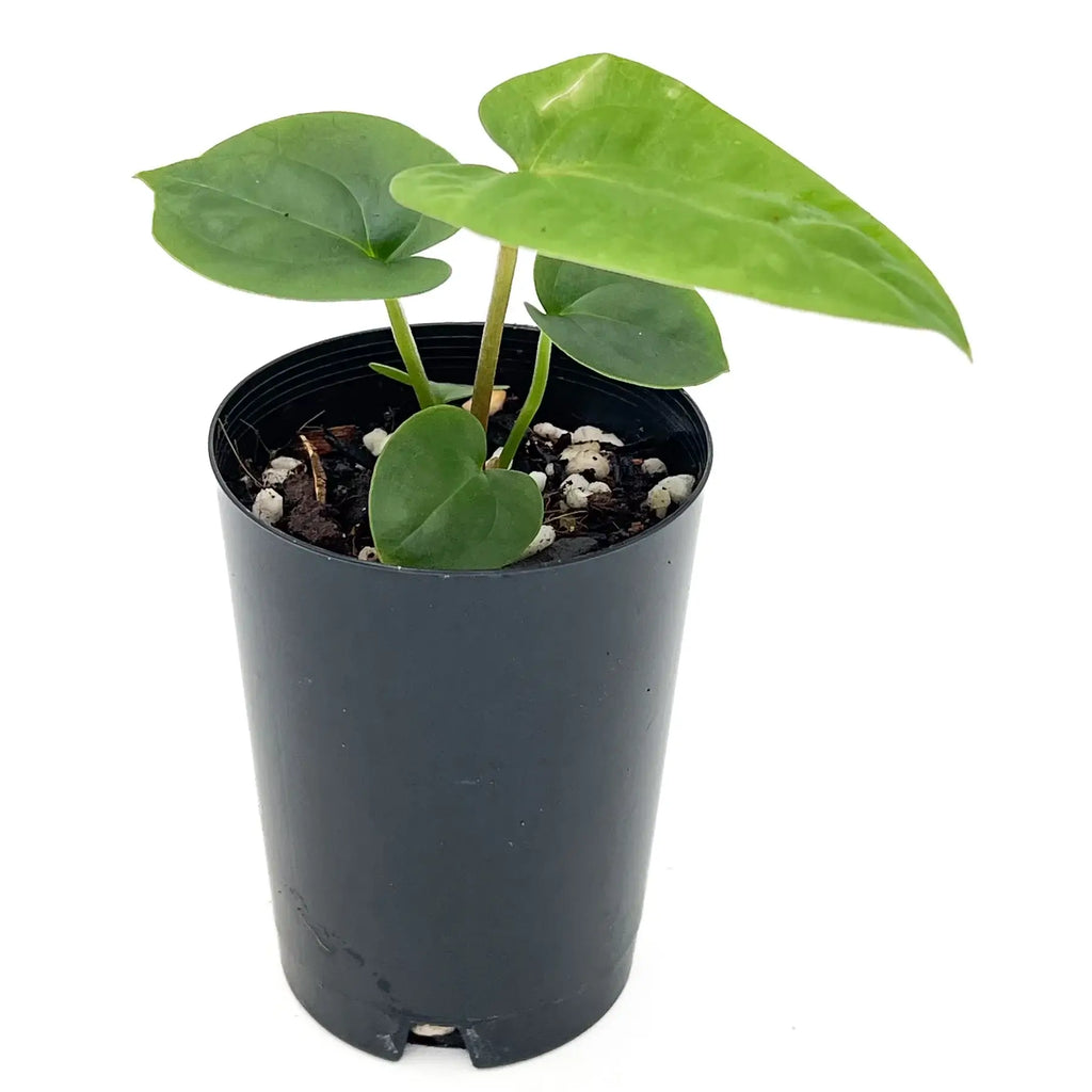 Anthurium 'Crimson Luxury' in a pot showcasing lush green, heart-shaped leaves, available at Chalet Boutique, Australia.