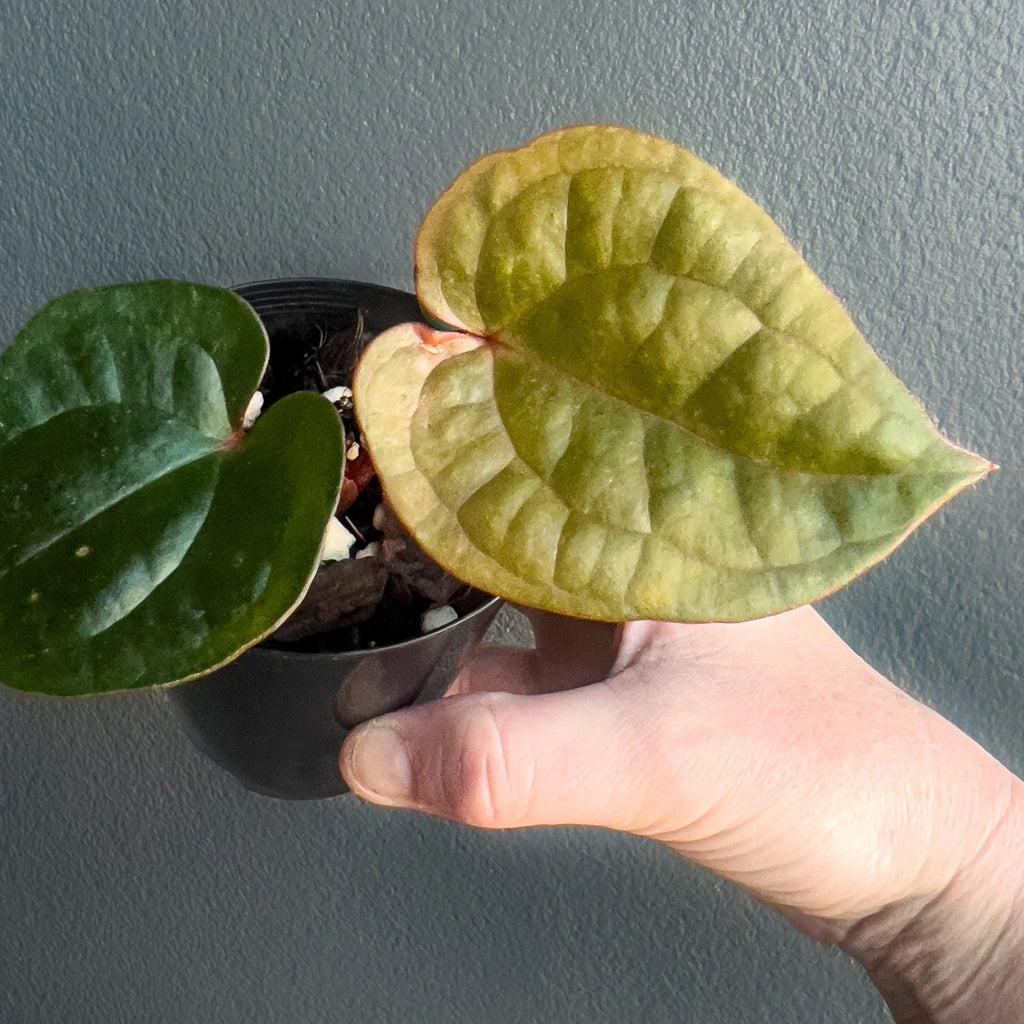 Person holding a potted Anthurium Crimson Luxury with round velvety leaves and overlapping lobes. Trusted indoor plant shop Australia.
