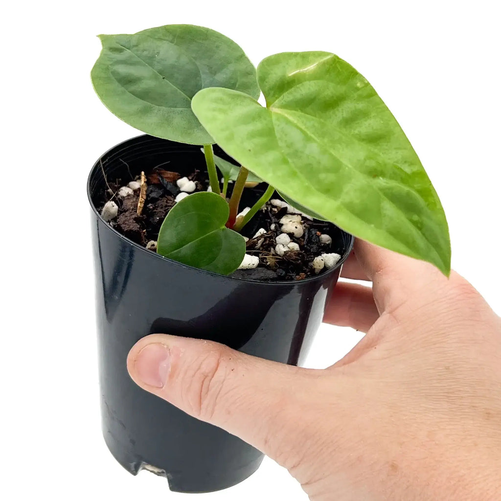 Hand holding a potted Anthurium 'Crimson Luxury' plant with lush green leaves, perfect for indoor enthusiasts. Chalet Boutique, Australia.