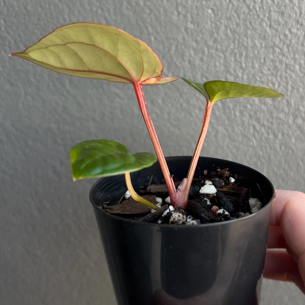 Anthurium Crimson Luxury in a black nursery pot featuring glossy dark foliage with purple-backed leaves and velvety finish. Rare indoor plant nursery Australia.