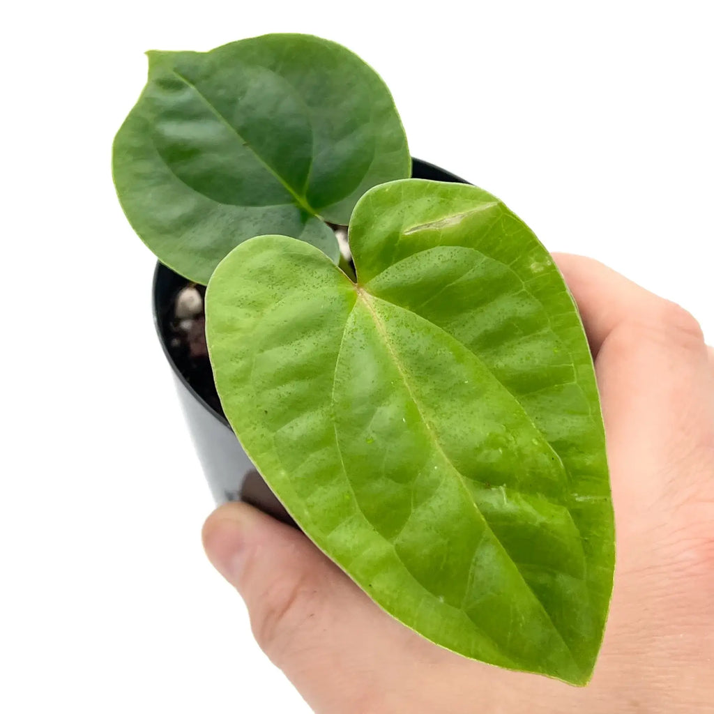 Close-up of Anthurium 'Crimson Luxury' leaves held in hand, showcasing vibrant green foliage, Chalet Boutique, Australia.