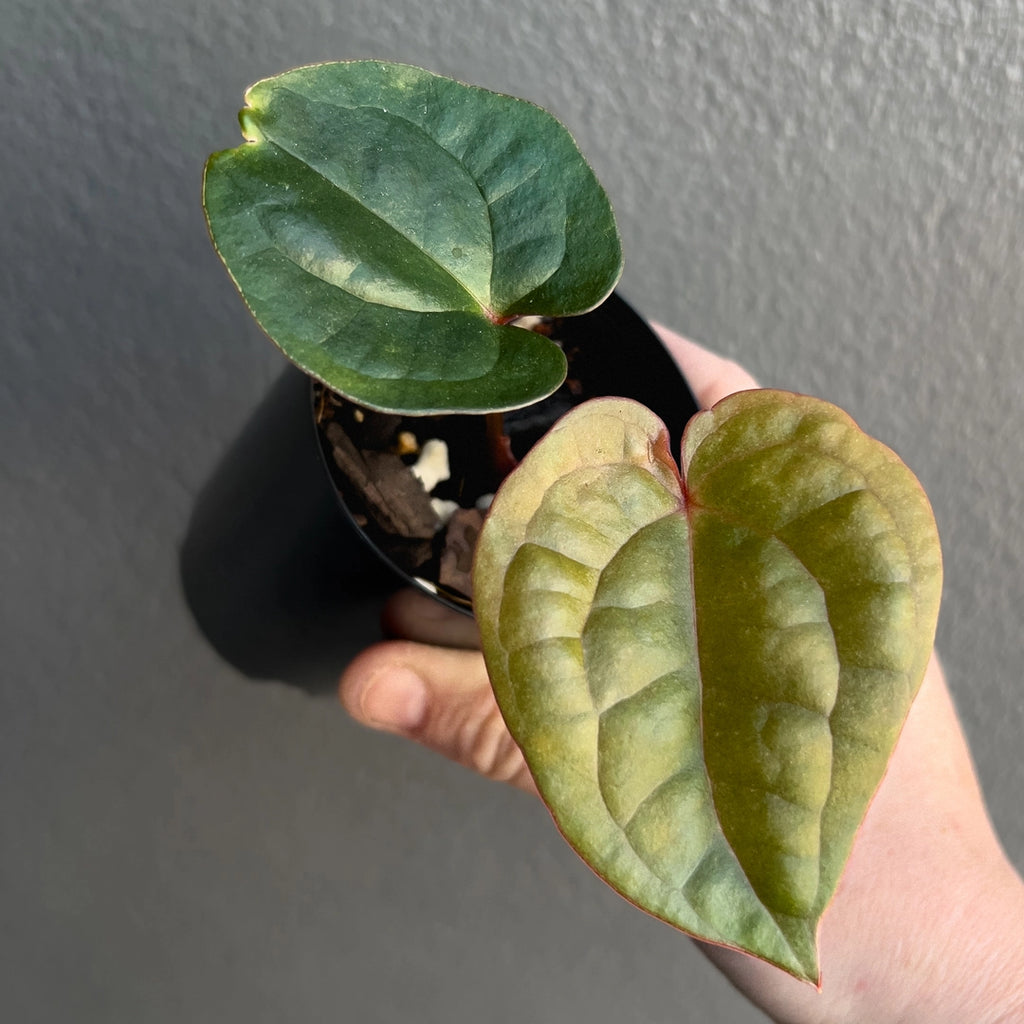 Side view of Anthurium Crimson Luxury held against a neutral background showing bullate texture and deep green to burgundy tones.