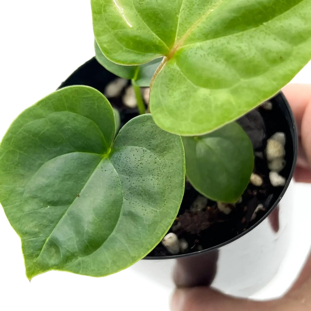 Anthurium 'Crimson Luxury' with velvety, dark green leaves in a black pot, showcasing its unique hybrid features. Chalet Boutique, Australia.