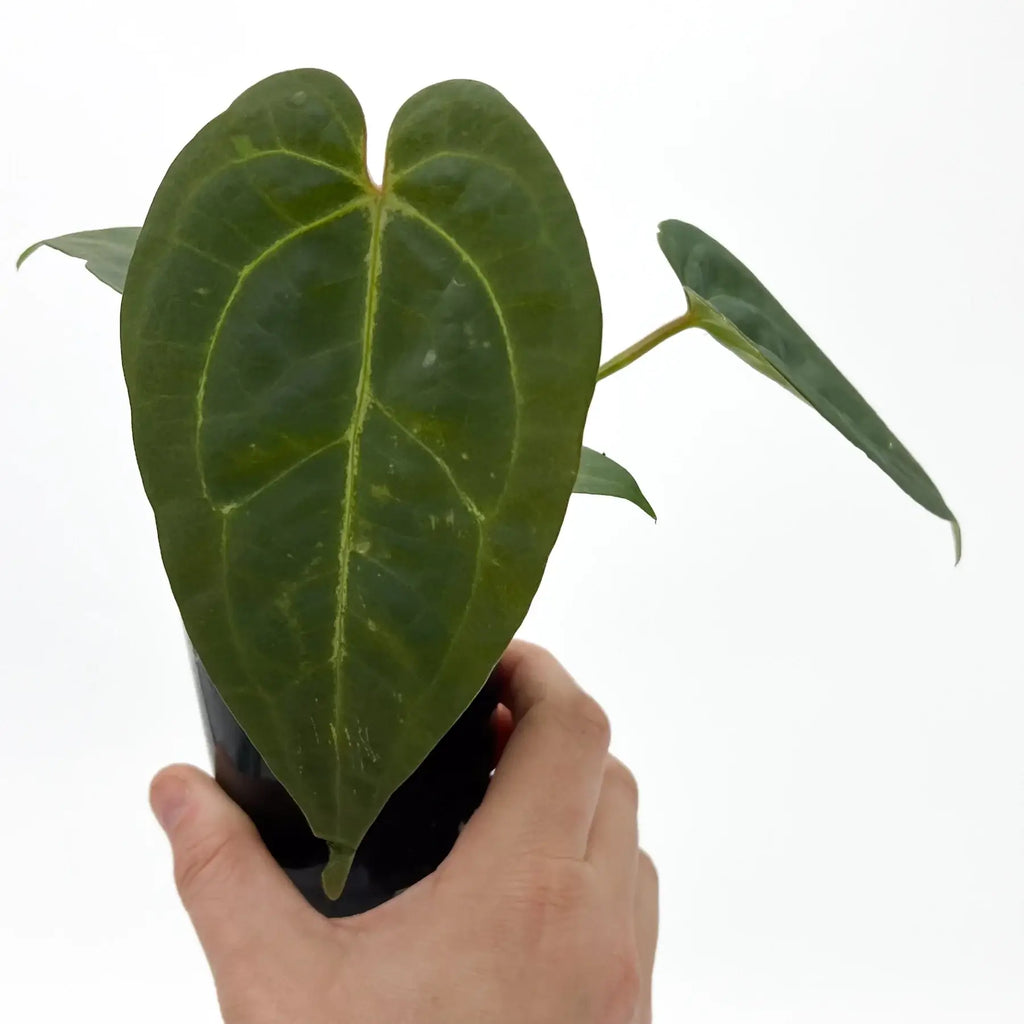 Anthurium 'Crimson Night' in a black pot, showcasing its striking large leaves, available at Chalet Boutique, Australia.