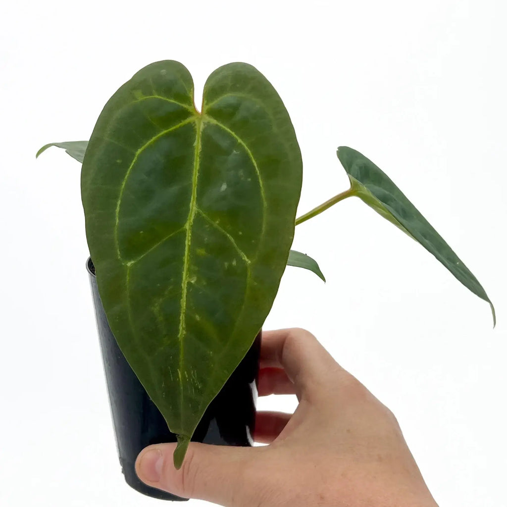 Anthurium 'Crimson Night' rare indoor plant in black pot, perfect for unique houseplant collection - Chalet Boutique, Australia.