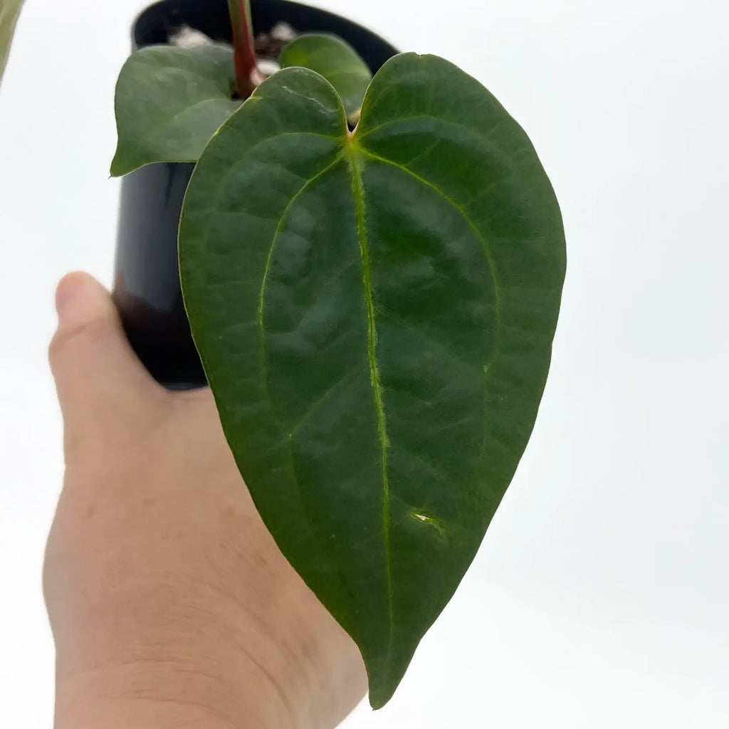 Close-up of a healthy Anthurium leaf held in hand, showcasing vibrant green color and prominent veins. Chalet Boutique, Australia.