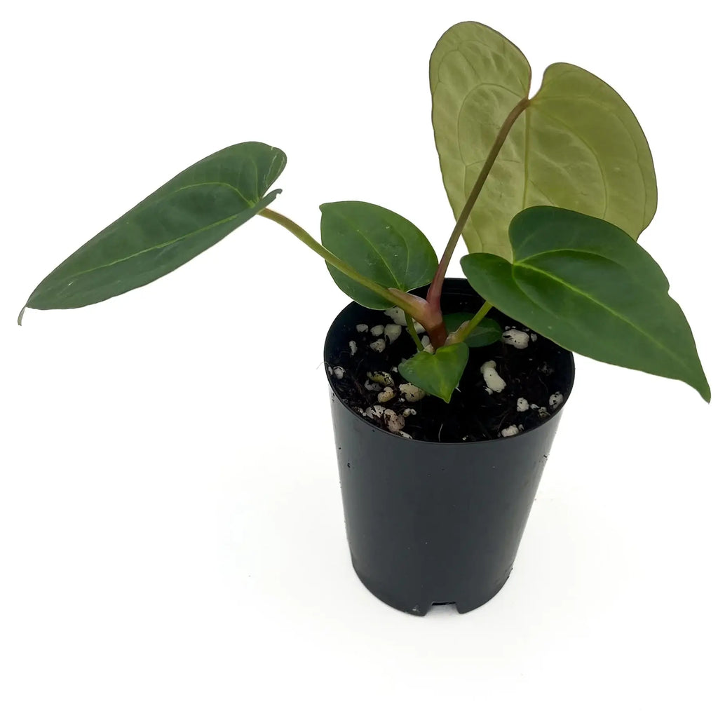 Young Anthurium 'Crimson Night' plant in a black pot, showcasing distinctive leaves, perfect for rare indoor plant enthusiasts. Chalet Boutique, Australia.