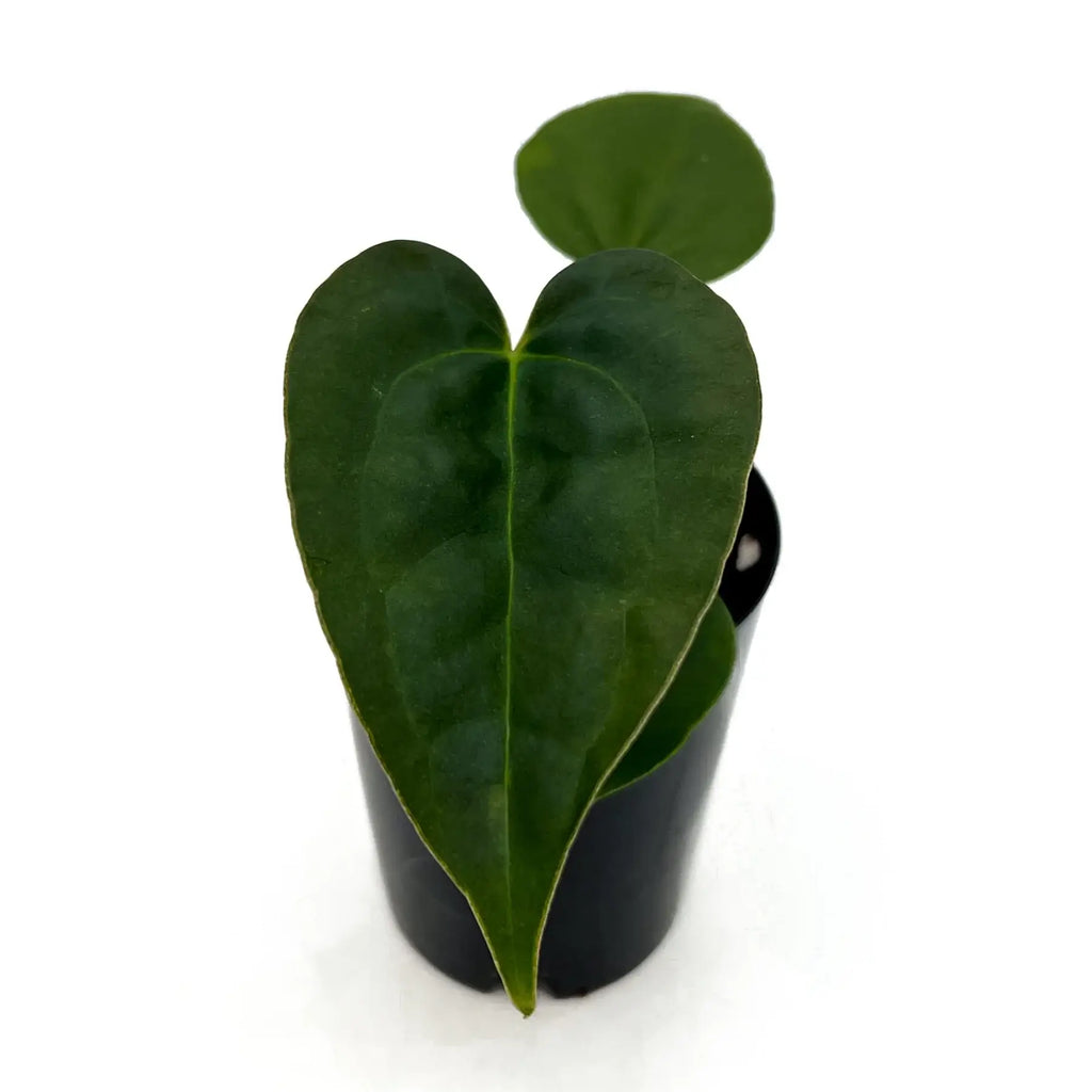 Heart-shaped leaves of a rare indoor plant in a nursery pot, perfect for unique indoor decor. Chalet Boutique, Australia.