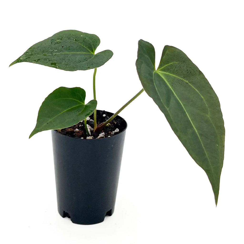 Anthurium 'Crimson Night' in a black pot, showcasing lush green leaves, perfect for indoor plant enthusiasts. Chalet Boutique, Australia.