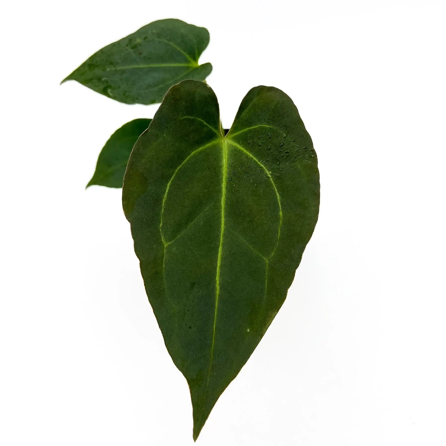 anthurium dark night Anthurium 'Crimson Night'