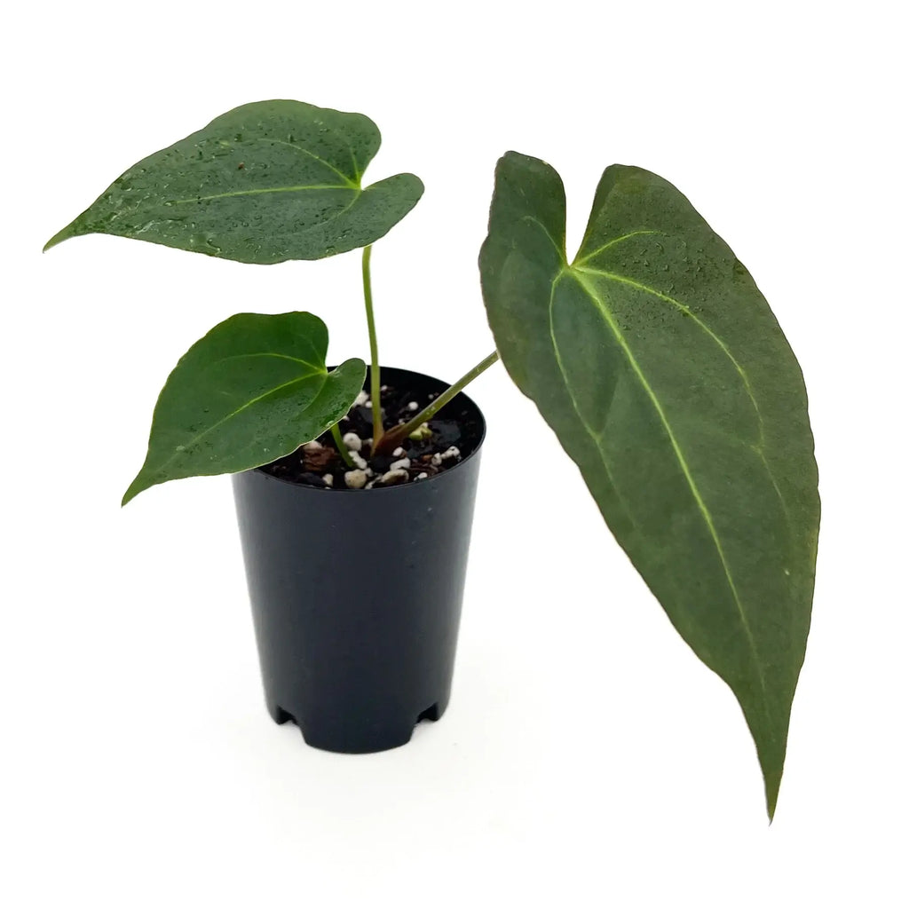 Anthurium 'Crimson Night' plant in a black pot, showcasing its dark green leaves and unique foliage, Chalet Boutique, Australia.