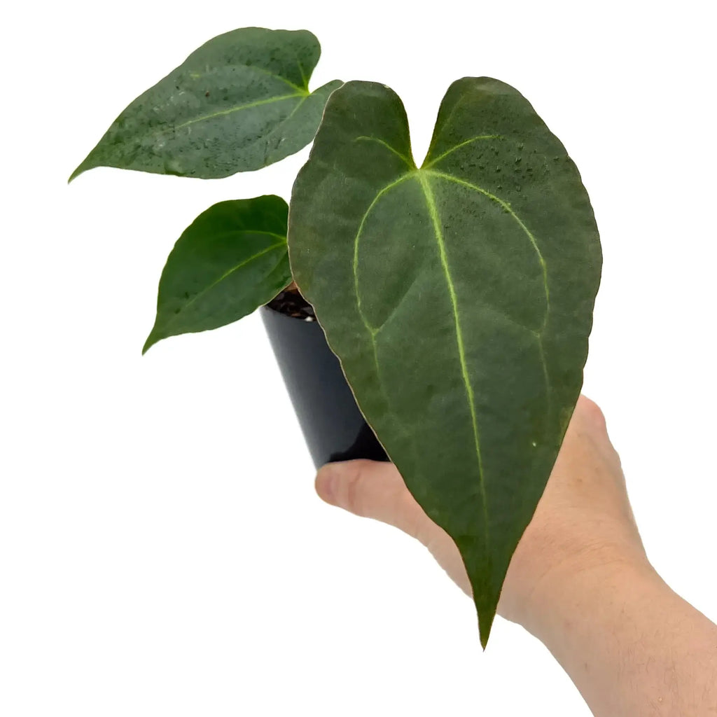 Anthurium 'Crimson Night' with large green leaves in a hand, showcasing its unique foliage, perfect for indoor plant enthusiasts. Chalet Boutique, Australia.