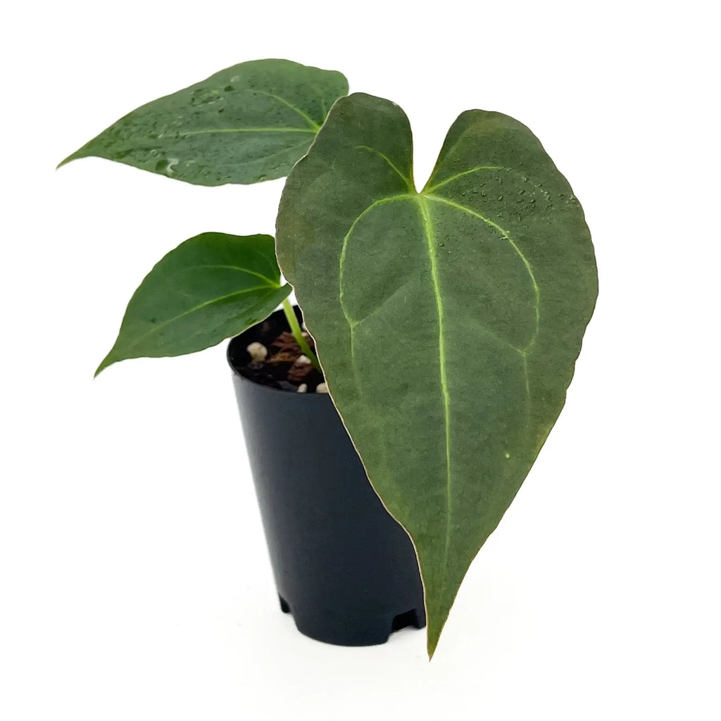 Anthurium 'Crimson Night' plant with heart-shaped leaves in a black pot, available at Chalet Boutique, Australia.