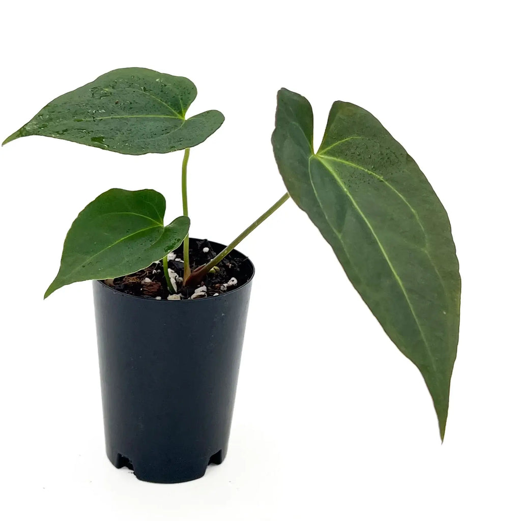 Anthurium 'Crimson Night' plant showcasing dark green leaves in a nursery pot, available at Chalet Boutique, Australia.