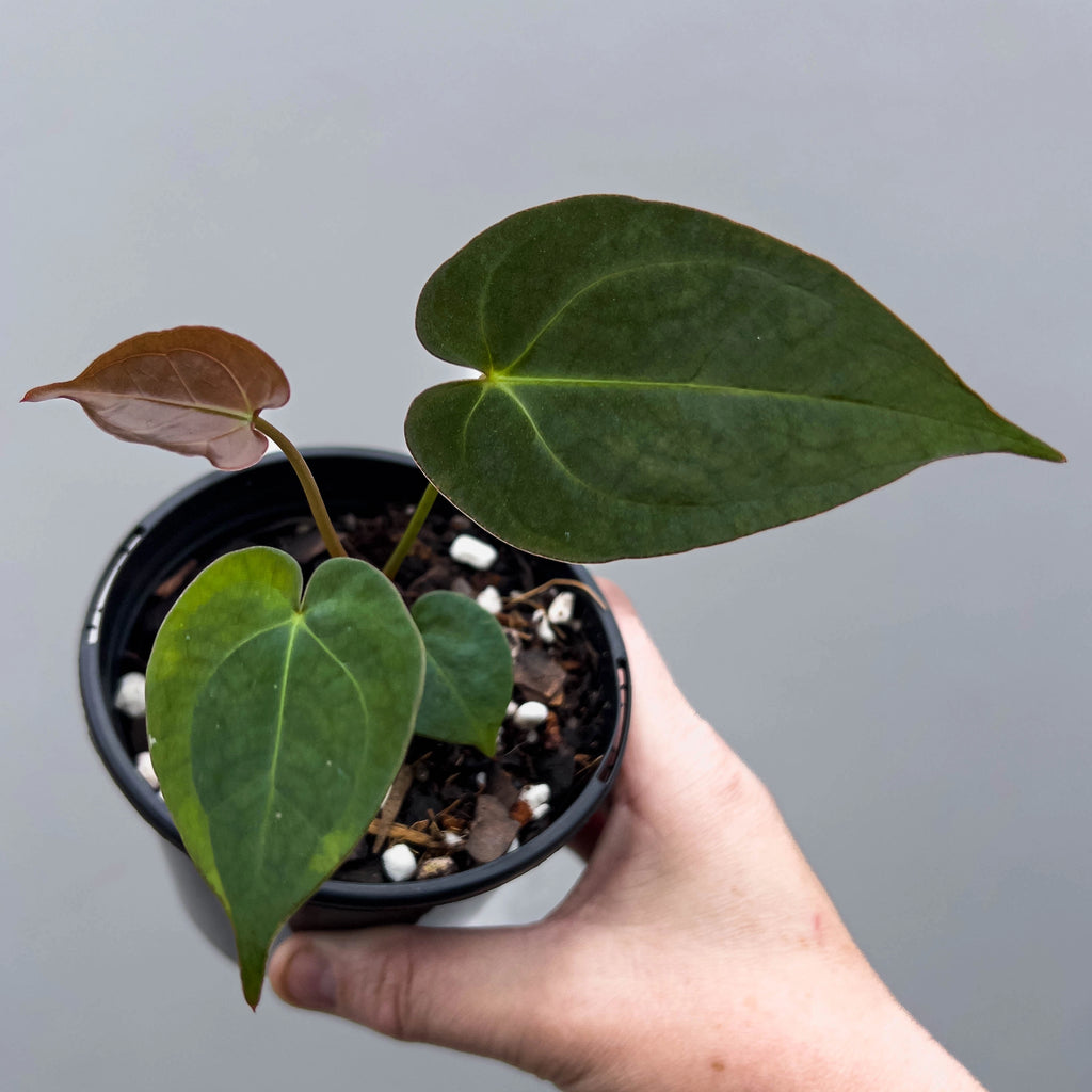 Anthurium Dark Crystallinum