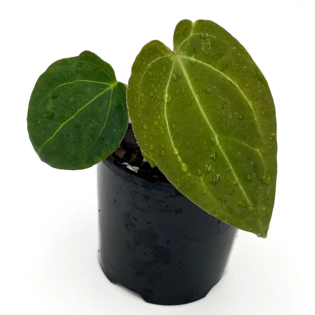 Anthurium 'Crystal Tears' plant showcasing its unique crystal veining, ideal for indoor plant enthusiasts. Chalet Boutique, Australia.