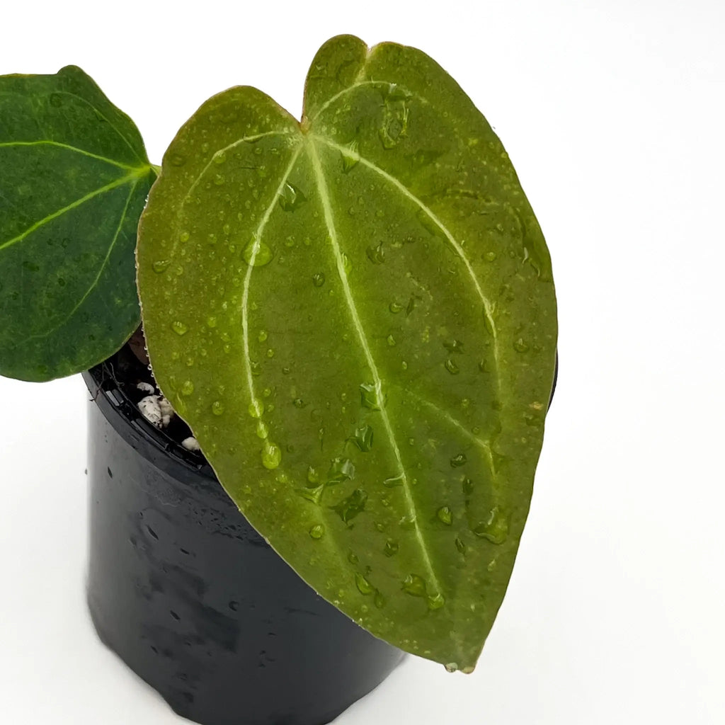 Anthurium 'Crystal Tears' leaf with crystal veining, showing droplets of water in a nursery pot. Buy rare indoor plants online, Chalet Boutique, Australia.
