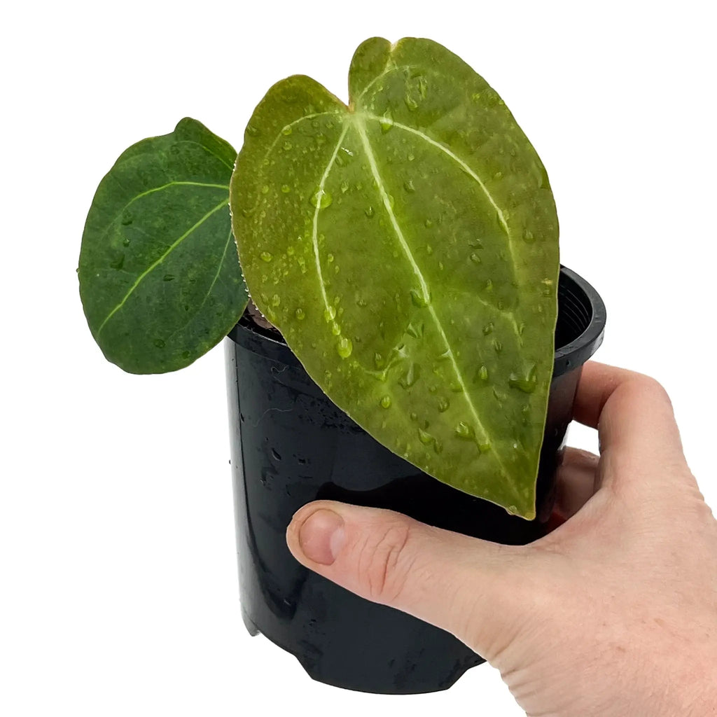 Anthurium 'Crystal Tears' plant with crystal veining held in hand, showcasing rare indoor plants available at Chalet Boutique, Australia.