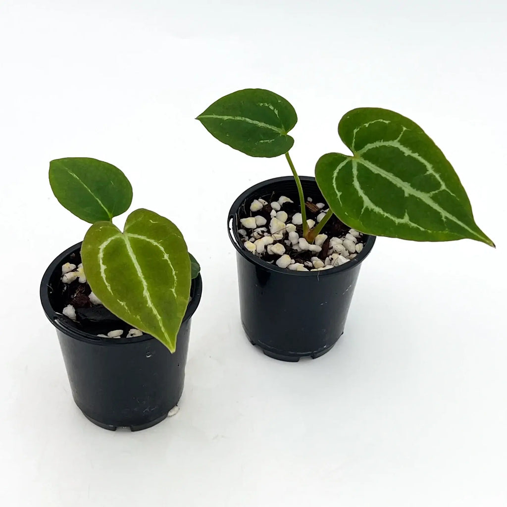 Anthurium crystallinum plants in black pots showcasing velvety leaves with silver-white veins, available at Chalet Boutique, Australia.