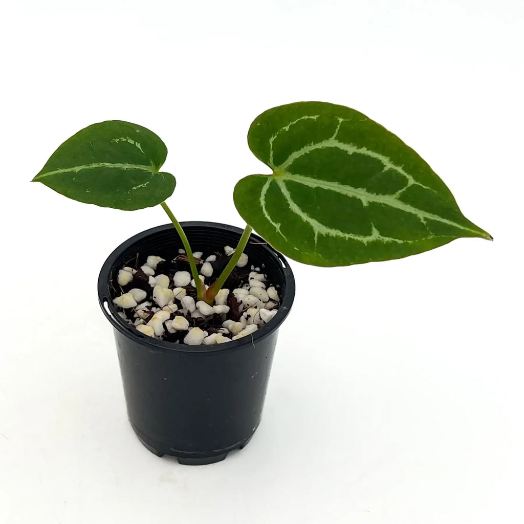 Anthurium crystallinum with velvety leaves and striking white veins in a black nursery pot, available at Chalet Boutique, Australia.