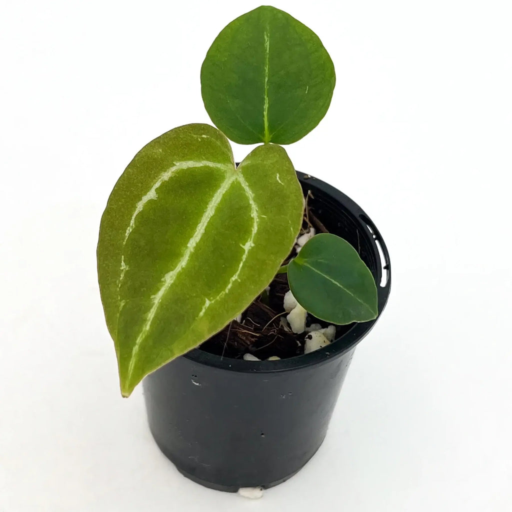 Anthurium crystallinum with velvety, heart-shaped leaves and striking silver veins in a nursery pot. Chalet Boutique, Australia.