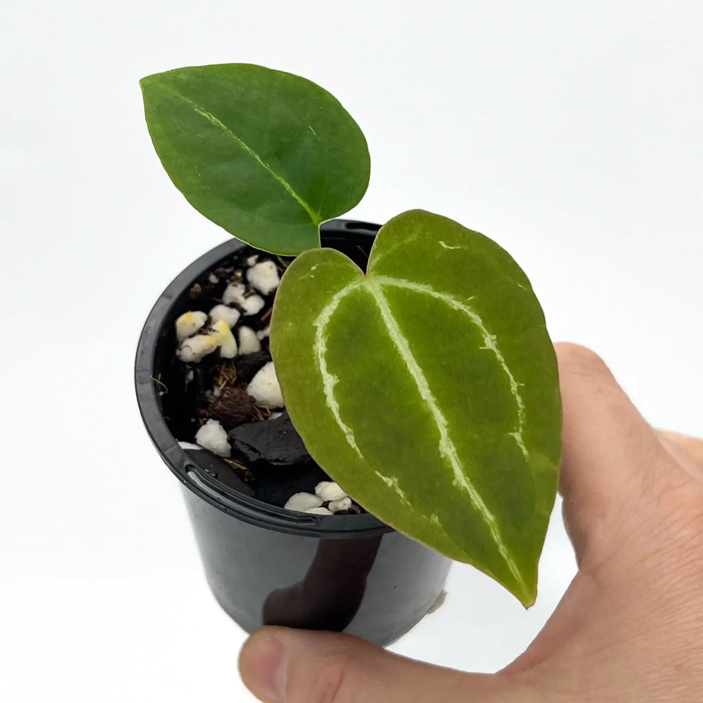 Hand holding a potted Anthurium crystallinum with large green leaves and striking veins, showcasing its unique beauty. Chalet Boutique, Australia.