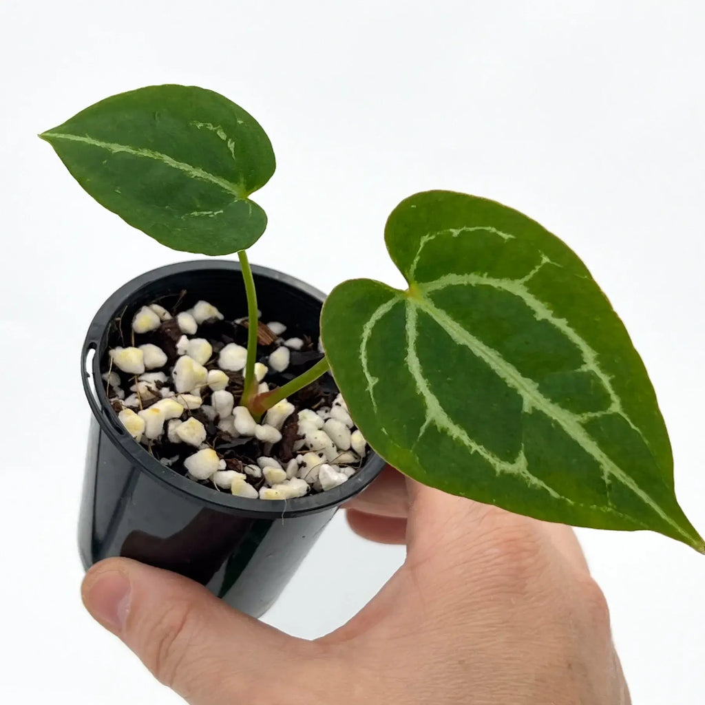 Anthurium crystallinum in hand, showcasing its velvety heart-shaped leaves with striking silver veins. Chalet Boutique, Australia.