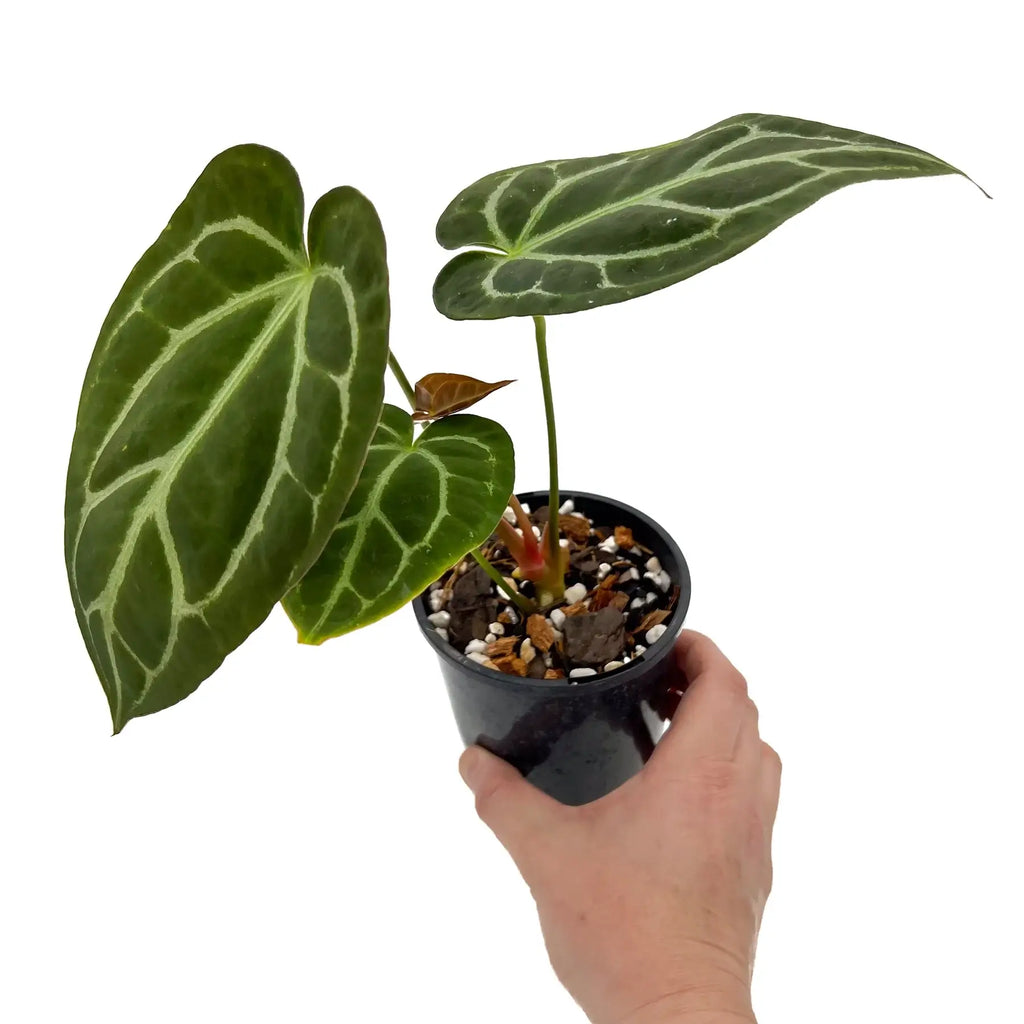 Hand holding a vibrant Anthurium Dark Complex plant in a pot, showcasing its unique foliage and veining. Chalet Boutique, Australia.