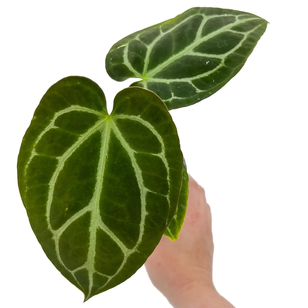 Close-up of Anthurium Dark Complex leaves with striking veining, showcasing a unique indoor plant. Chalet Boutique, Australia.