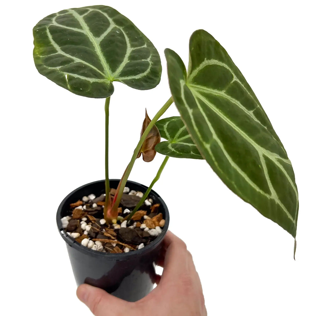 Anthurium Dark Complex plant with dark green velvet leaves in a pot, ideal for indoor plant enthusiasts. Chalet Boutique, Australia.