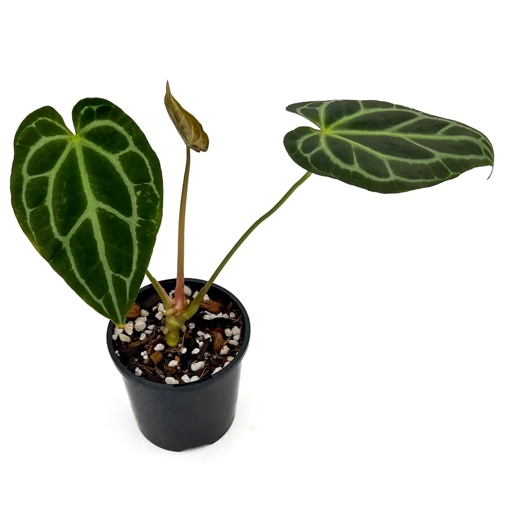 Anthurium Dark Complex plant with velvety green leaves in black pot, perfect for rare indoor plant enthusiasts. Chalet Boutique, Australia.