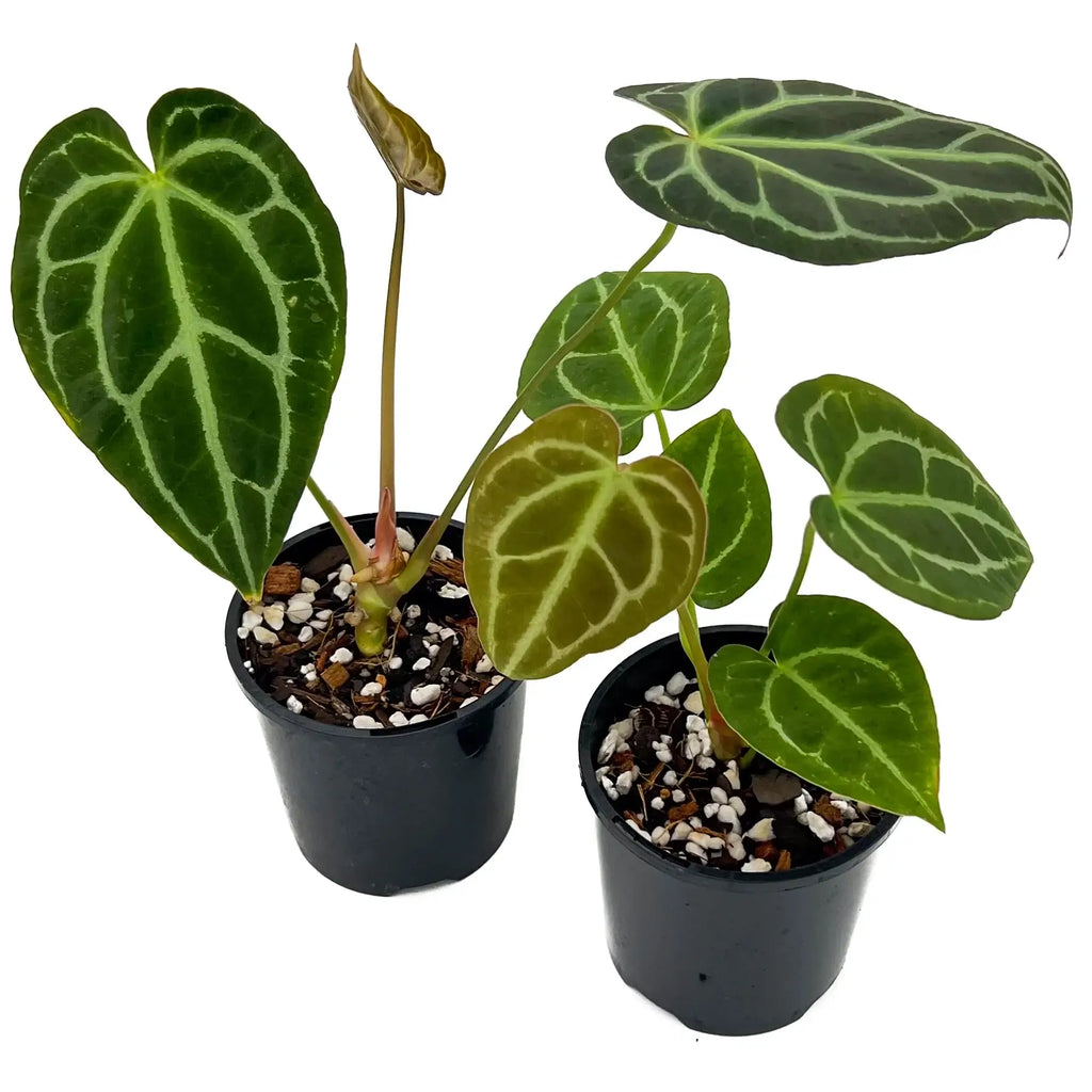 Anthurium Dark Complex rare indoor plants featuring velvet leaves in black pots, available at Chalet Boutique, Australia.