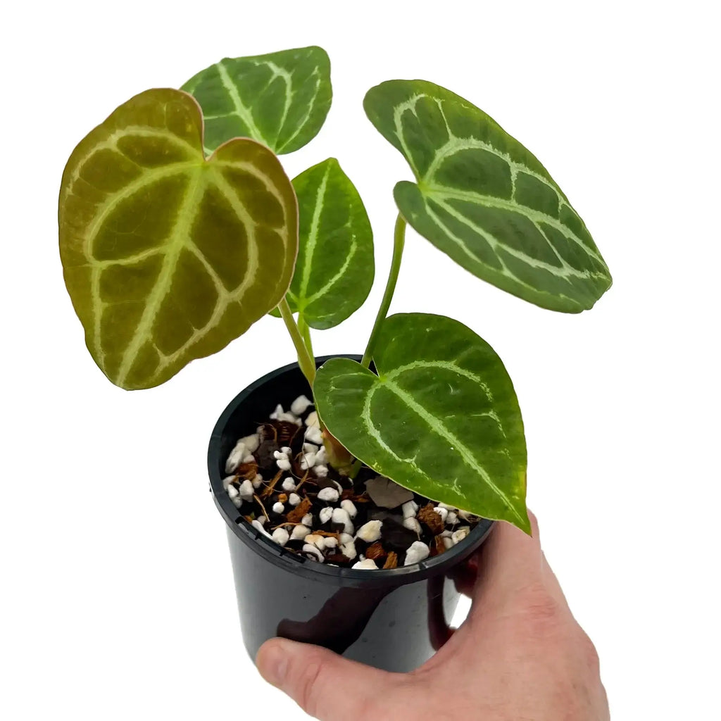 Hand holding Anthurium Dark Complex plant with vibrant, textured leaves in a black pot, showcasing rare indoor plants for sale. Chalet Boutique, Australia.