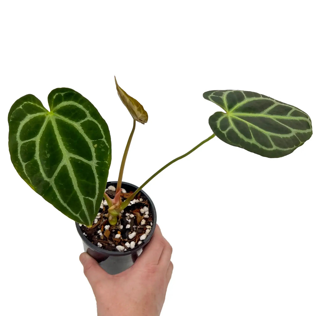 Hand holding an Anthurium Dark Complex plant with dark green leaves and prominent veining, perfect for indoor settings. Chalet Boutique, Australia.