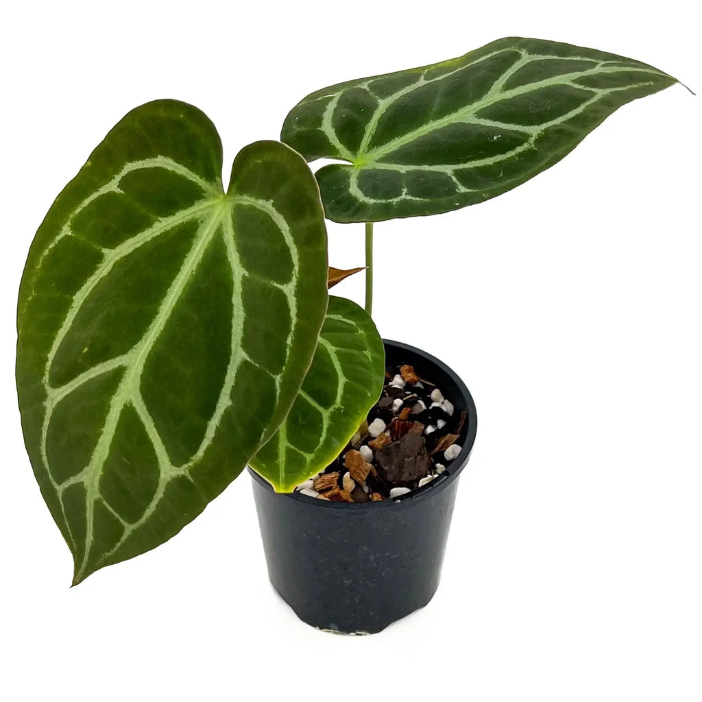 Anthurium Dark Complex with dark green velvet leaves in a black pot, unique indoor plant for sale at Chalet Boutique, Australia.