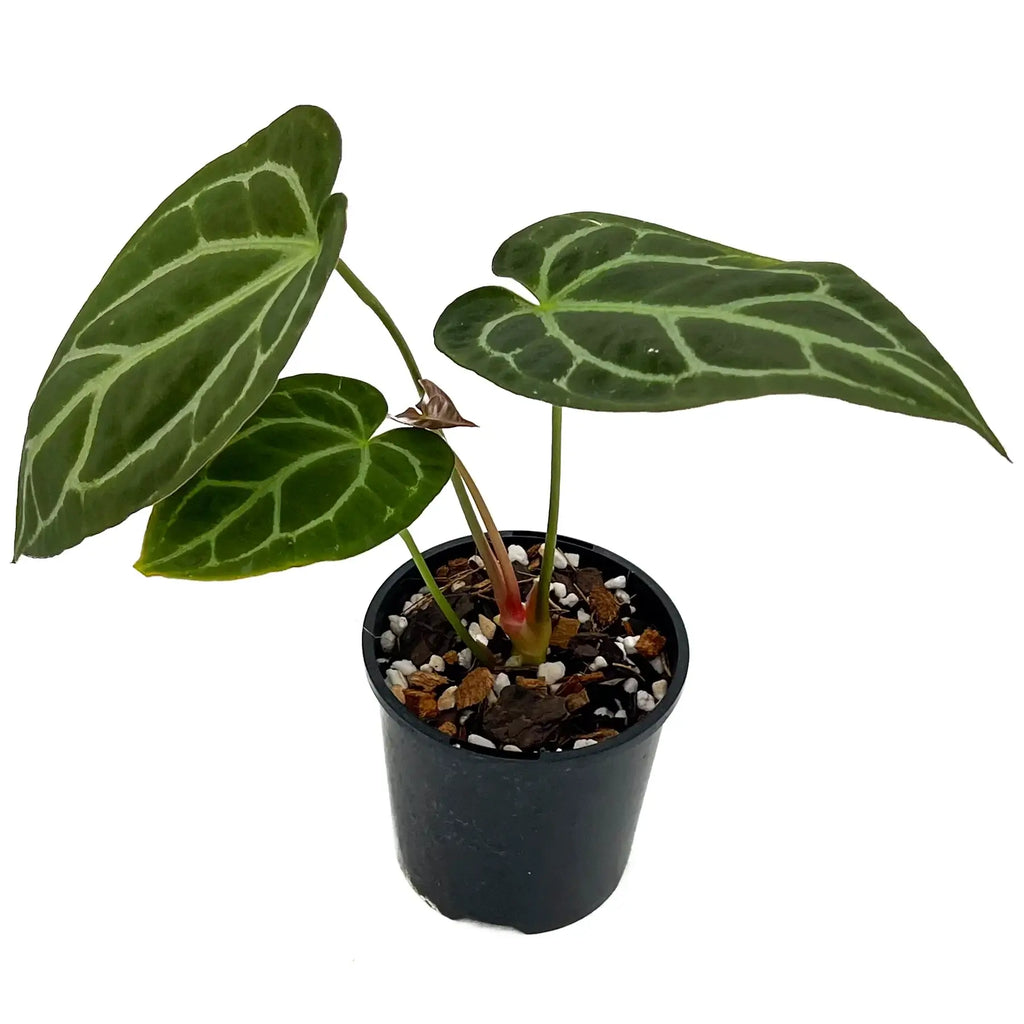 Anthurium Dark Complex houseplant with dark green, velvet-textured leaves in a black pot, available at Chalet Boutique, Australia.