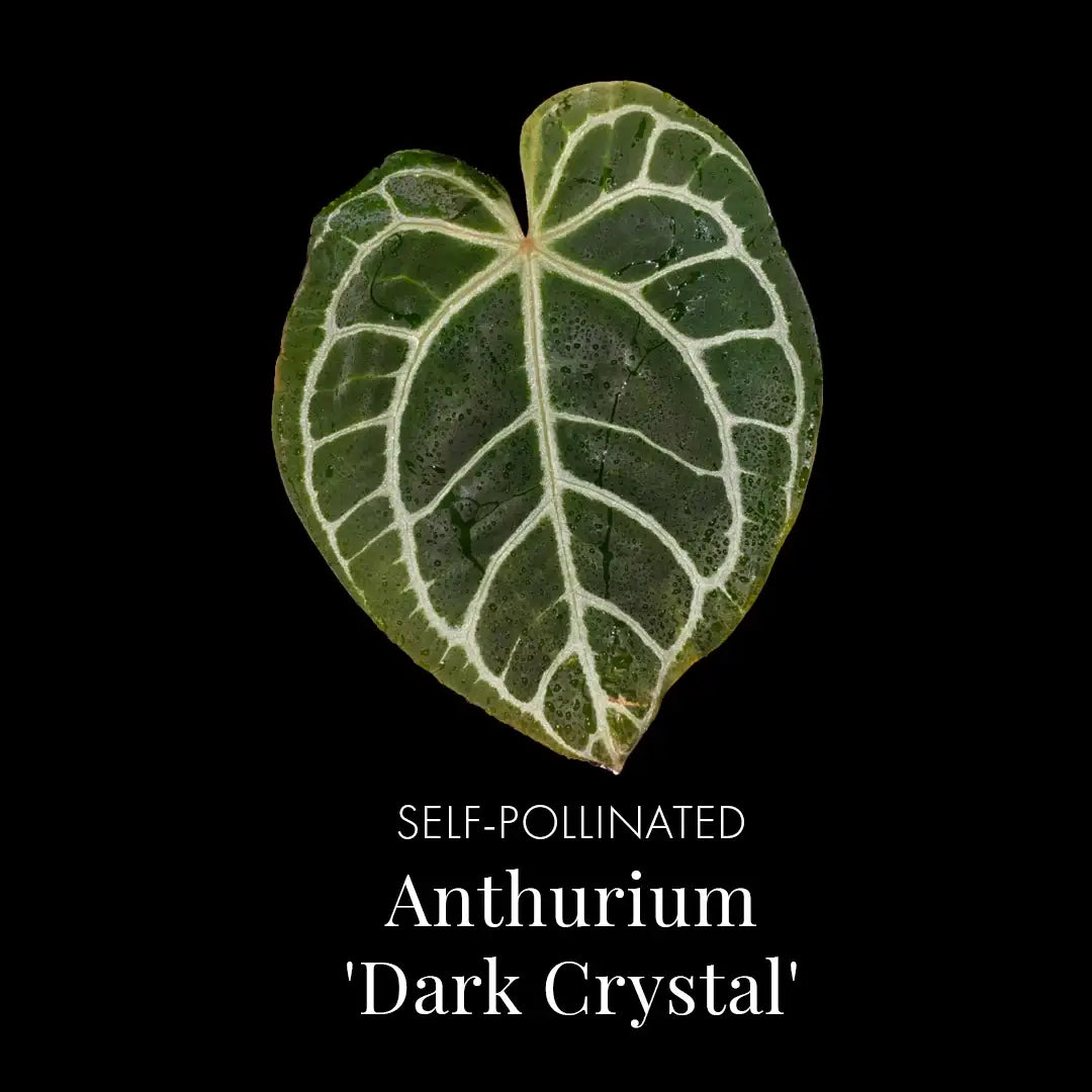 anthurium dark crystal Anthurium Dark Crystal