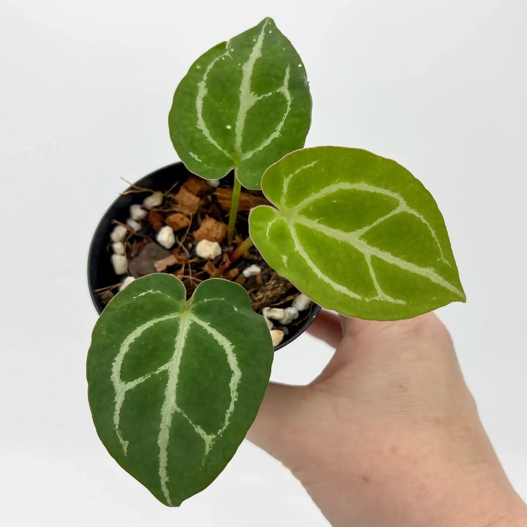 anthurium dark crystal Anthurium Dark Crystal