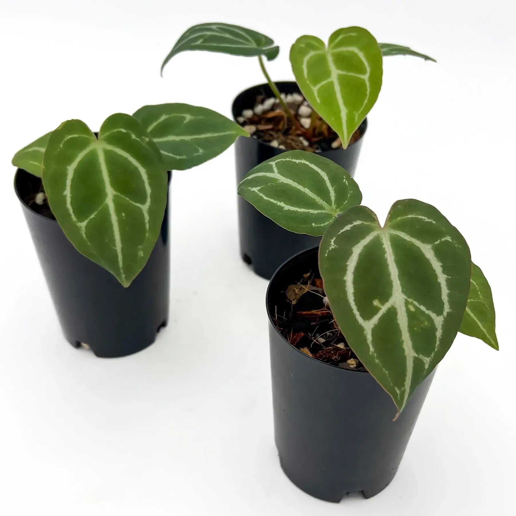 anthurium dark crystal Anthurium Dark Crystal