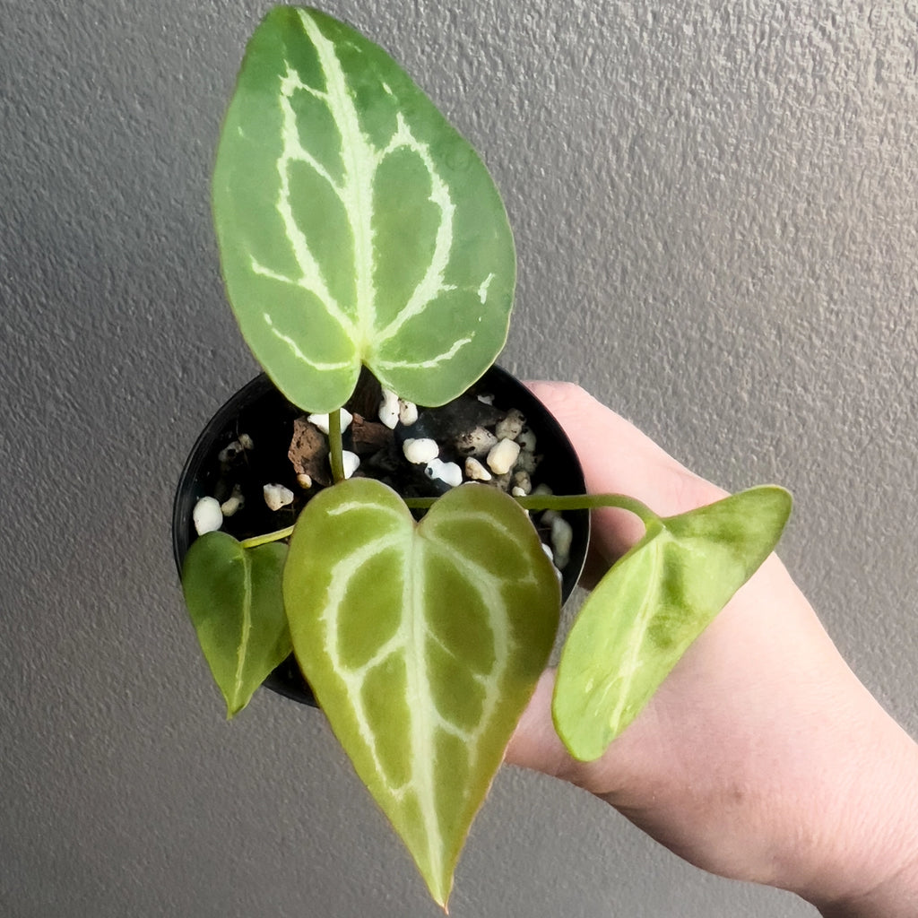 Side view of Anthurium Dark Crystallinum held against a neutral background showing velvety foliage and vivid vein patterning.