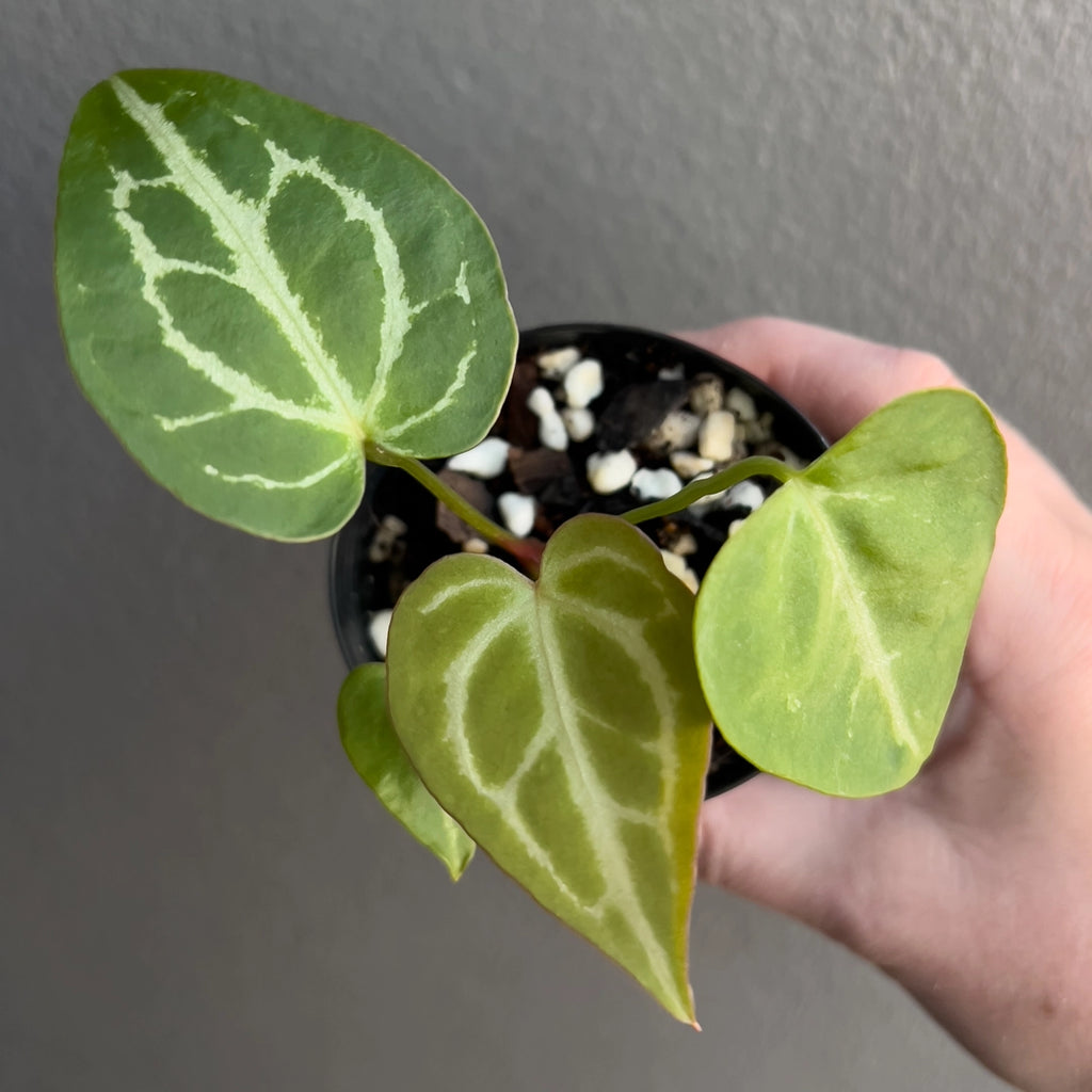 Person holding a potted Anthurium Dark Crystallinum with symmetrical heart-shaped leaves and rich texture. Trusted indoor plant shop Australia.