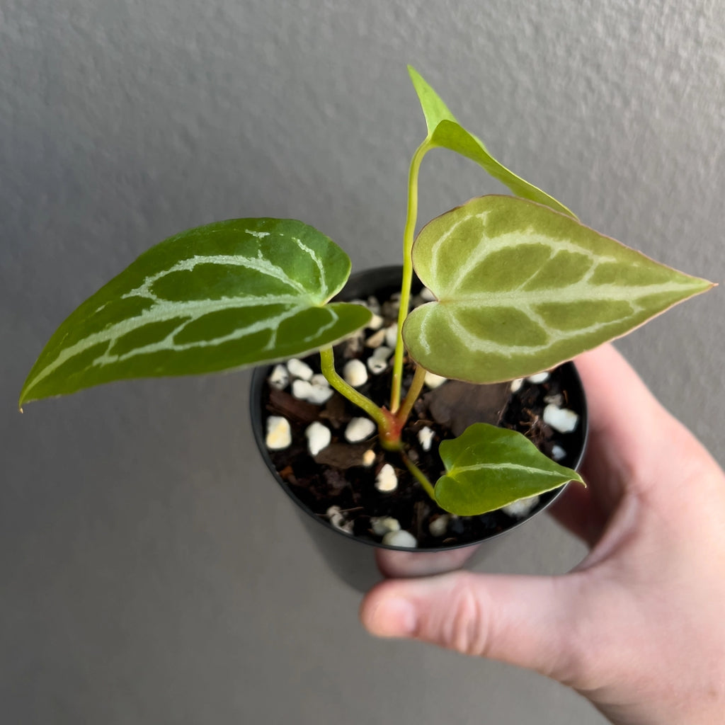 Close-up of Anthurium Dark Crystallinum foliage highlighting bold white vein contrast and soft velvety surface. Rare indoor plant collectors Australia.