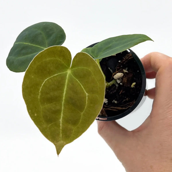 anthurium forgetii australia Anthurium Dark Forgetii x Forgetii X